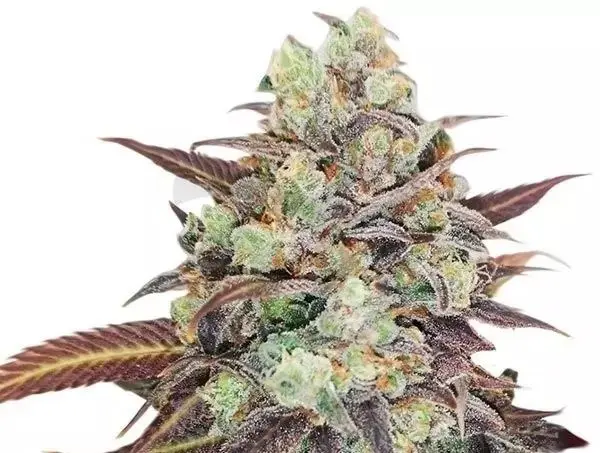 auto weedding crasher apex seeds