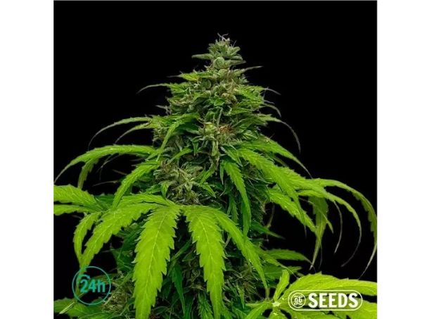 Auto White CBG GB Strains