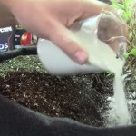 Azos Bacterias beneficiosas