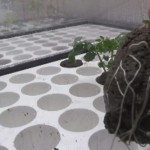 Azos Bacterias beneficiosas