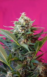 variedades clásicas xl auto de sweet seeds® 