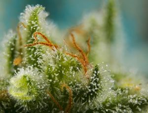 variedades clásicas xl auto de sweet seeds® 