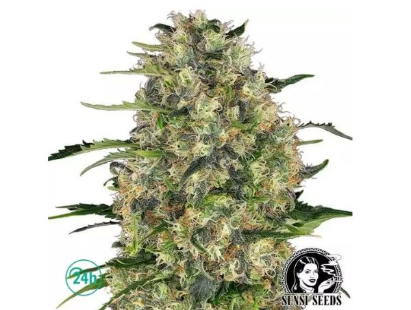 Black Domina de Sensi Seeds