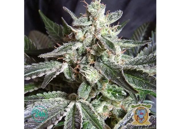 Black Jack: marihuana negra
