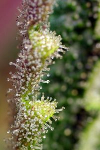 conoce todas las variedades ricas en cbd de sweet seeds®