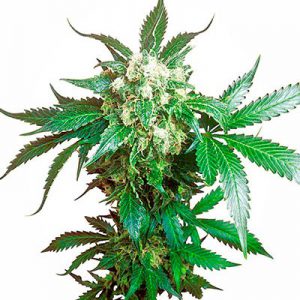 the best indica weed strains