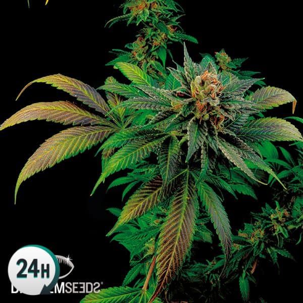 blue widow