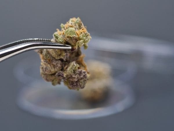 Bourgeon de cannabis Réhydratation du cannabis