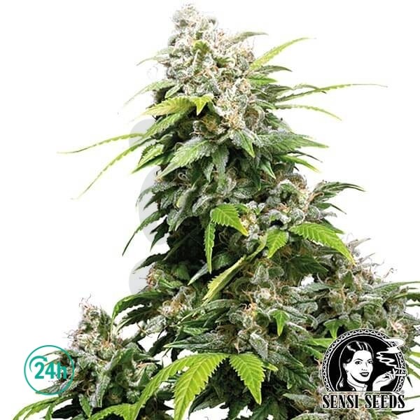 Feminized California Indica Cannabis Plant