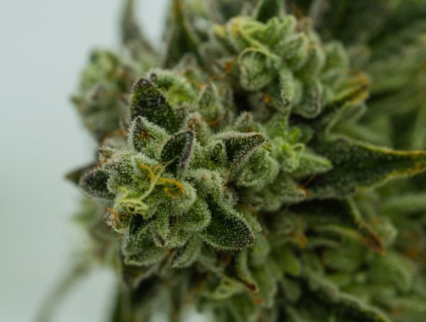 Marihuana índica ¿Cuáles son sus efectos?