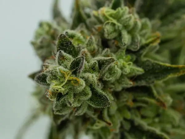 effets cannabis indica