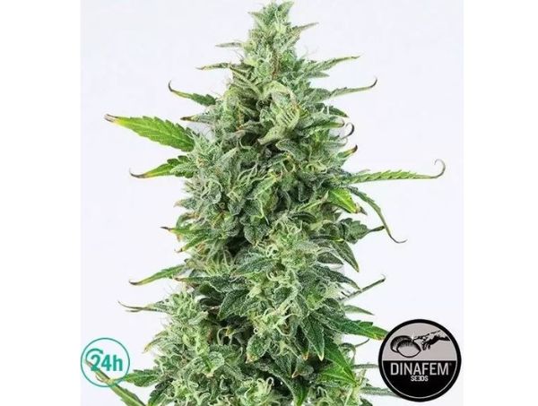 Cannabis indica OG Kush Auto