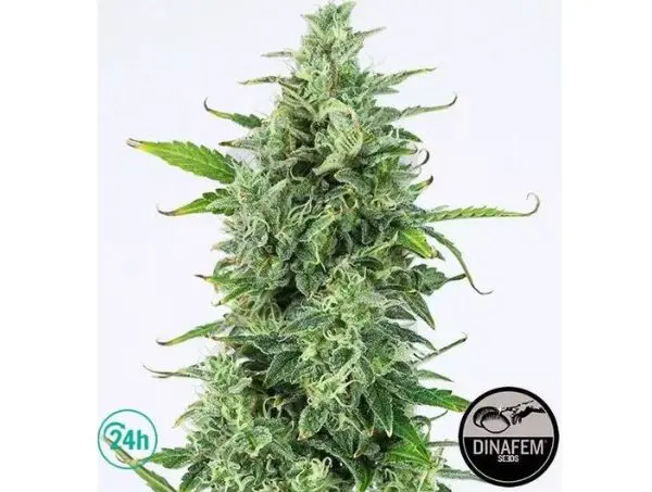 Cannabis Indica OG Kush Auto