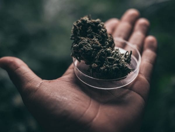 cannabis se périme