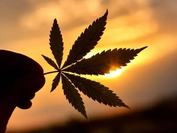 cannabis and sustainability