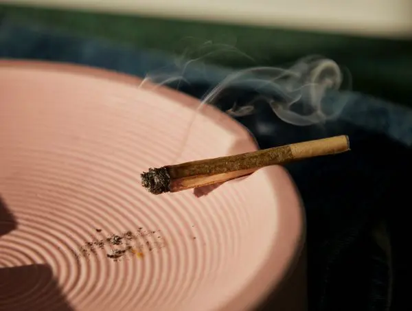 dégustation de cannabis