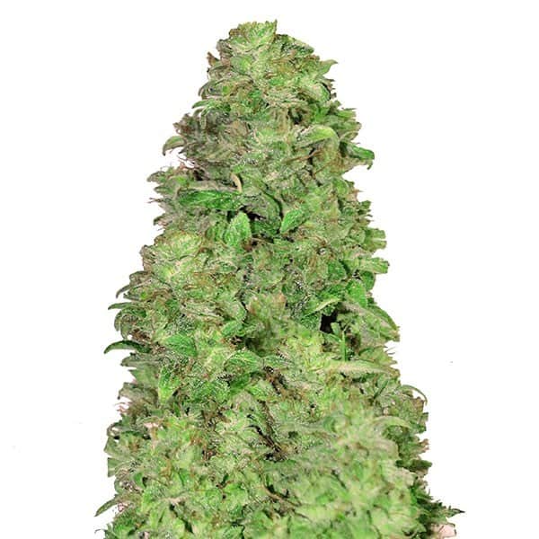 Weed for Anxiety