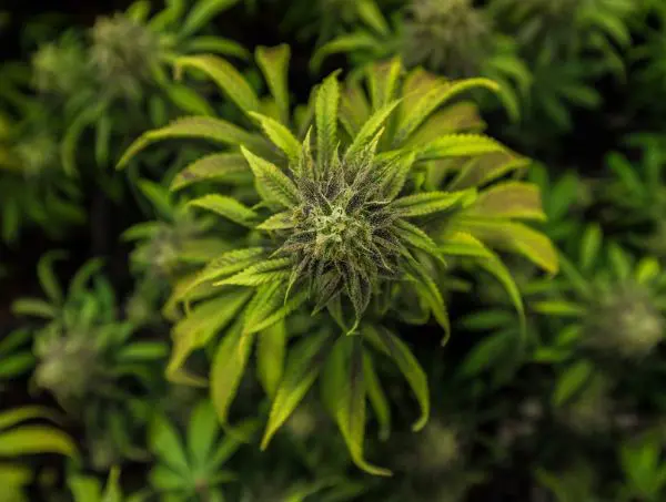 cbd and cbg cbd and cbg