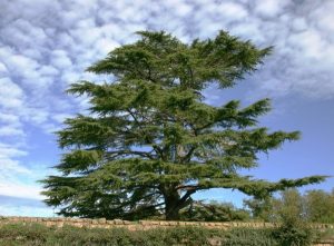 On le trouve dans différentes plantes du règne végétal carene