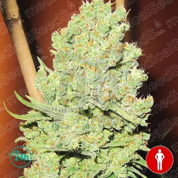 Channel + cannabis plant
