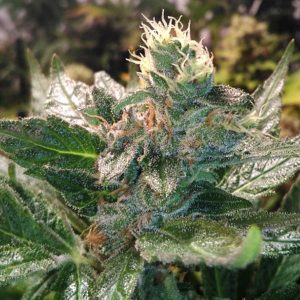 ¿Qué es el linalool? Cheese que es el linalool