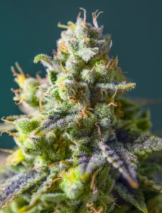conoce todas las variedades ricas en cbd de sweet seeds®