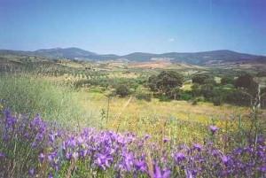 la pulverisation dans la culture du cannabis