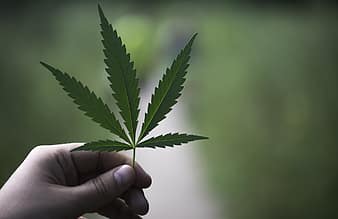 cannabis leaf Coffee and Weed