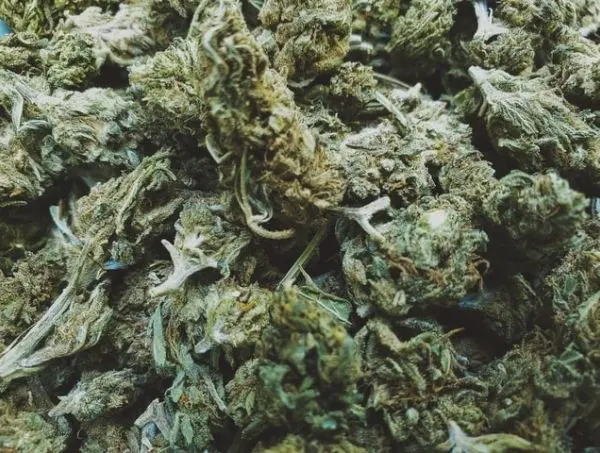 cbd buds to extract resin cbd buds to extract resin