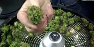 Como pelar cogollos de marihuana