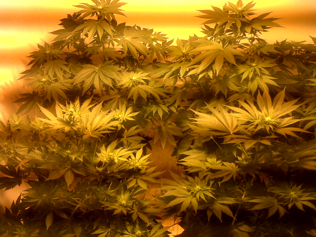 Piantare la marijuana in fioritura
