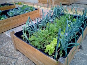 potager en ville