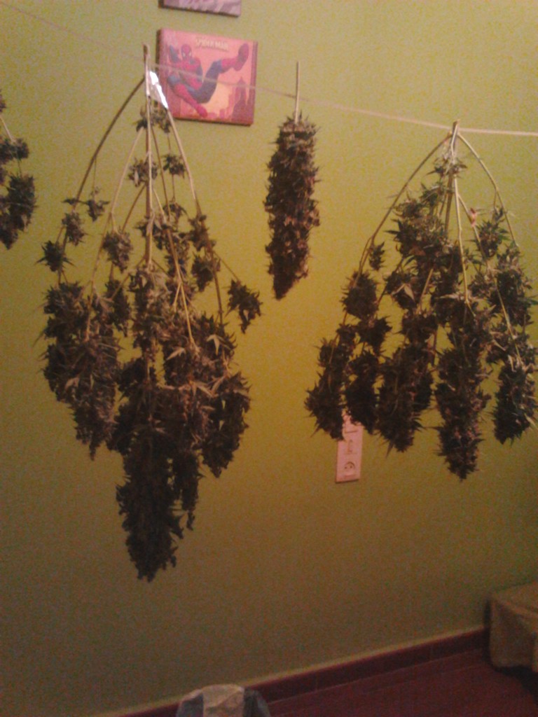 Cultivar marihuana en armario de cultivo