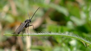 Cómo eliminar la plaga de mosca negra