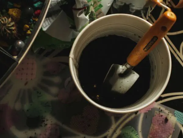 comment transplanter plante