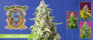 Noticias Cannábicas