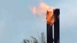 Things that are Toxic for Cannabis Plants