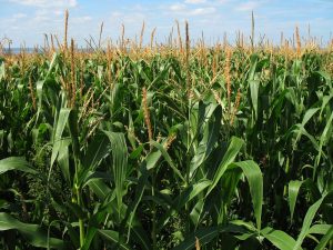 Planting autoflowering strains in corn