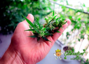 Noticias Cannábicas