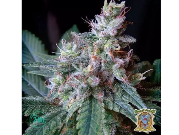 Cream Caramel marihuana indica