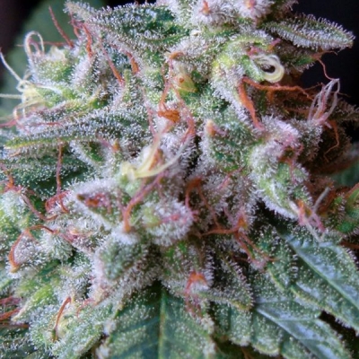 Noticias Cannábicas