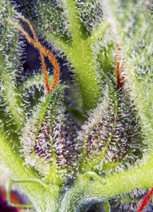 geneticas auto de gran produccion