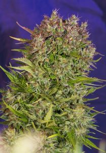 variedades clásicas xl auto de sweet seeds® 