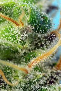 geneticas de sws ricas en cannabidiol