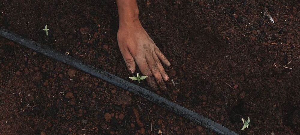 Crecimiento cannabis