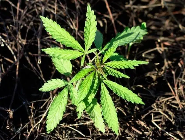plant growth plant growth regulators