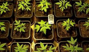 Crescita piante di marijuana

