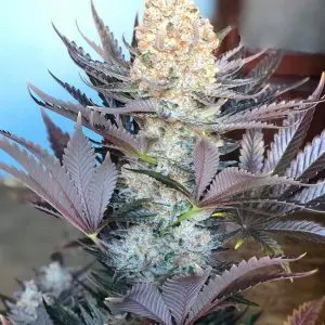 Critical pinene