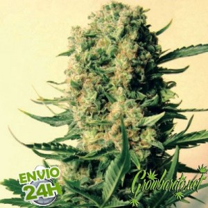 13 varietes exquises de cannabis