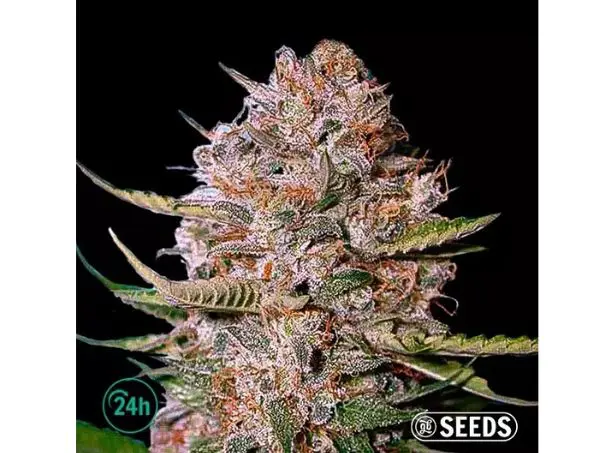 Critical CBD marihuana sin THC
